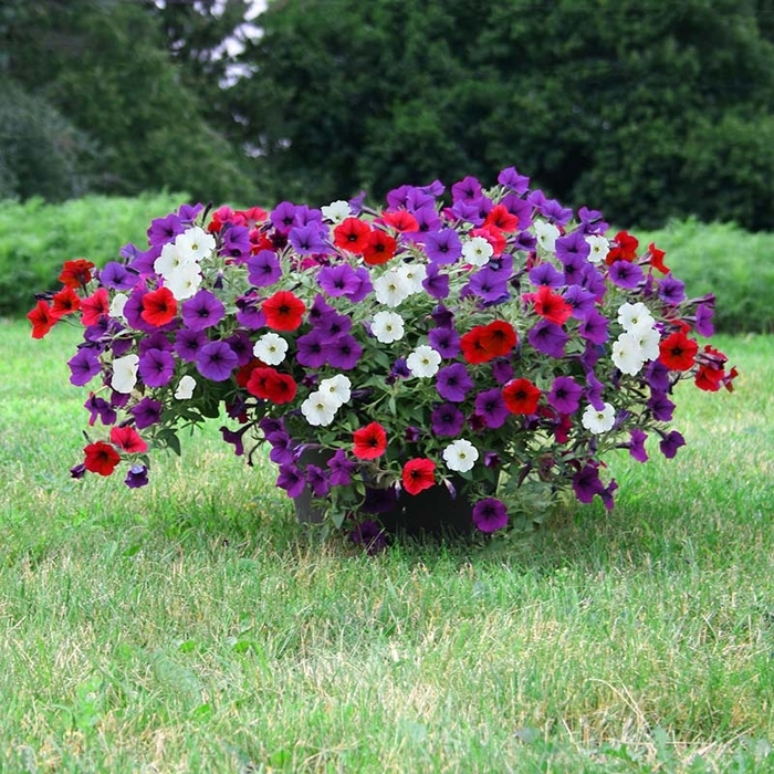 Wave Petunia Mix - Petunia hybrida 'Easy Wave&reg;' from Wilson Farm, Inc.
