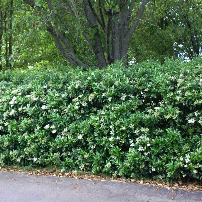 Waxleaf Ligustrum - Ligustrum japonicum from Wilson Farm, Inc. Waxleaf Ligustrum - Ligustrum japonicum from Wilson Farm, Inc.