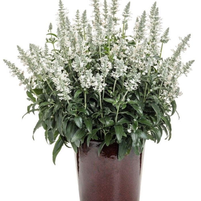 'Victoria White' Salvia - Salvia farinacea from Wilson Farm, Inc. 'Victoria White' Salvia - Salvia farinacea from Wilson Farm, Inc.