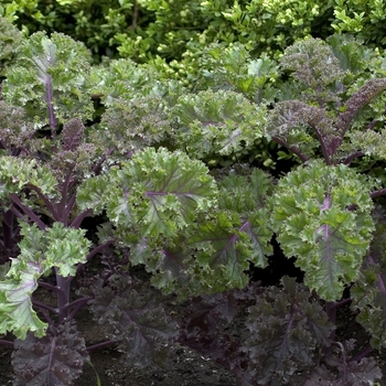 Brassica oleracea 'Redbor' - Ornamental Cabbage