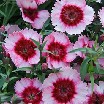 Dianthus chinensis 'Super Parfait Raspberry' - Pinks