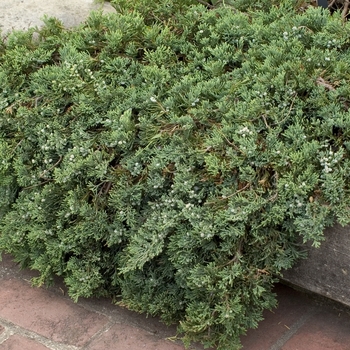 Juniperus horizontalis 'Wiltonii' - Creeping Juniper