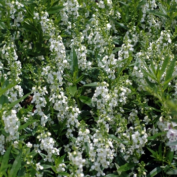 Angelonia angustifolia 'Serena White' - Summer snapdragon