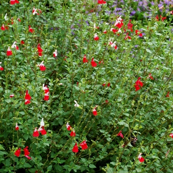 Salvia microphylla 'Hot Lips' - Sage