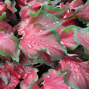 Caladium bicolor 'Red Frill' - Caladium