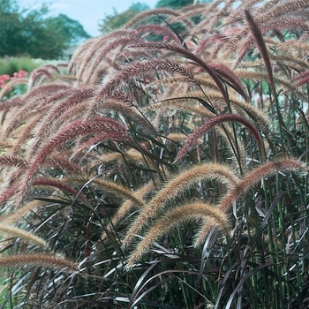 Pennisetum setaceum 'Rubrum' - Purple Fountain Grass