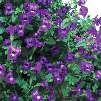 Torenia hybrid 'Wishbone Flower' - Large Violet
