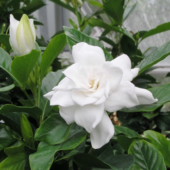 Gardenia jasminoides 'August Beauty' - Gardenia