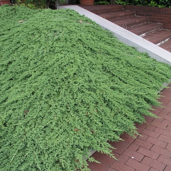 Juniperus procumbens 'Nana' - Japanese Garden Juniper