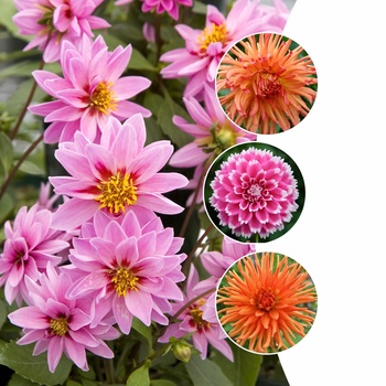 Dahlia - Dahlia (Assorted) Dahlia - Dahlia (Assorted)