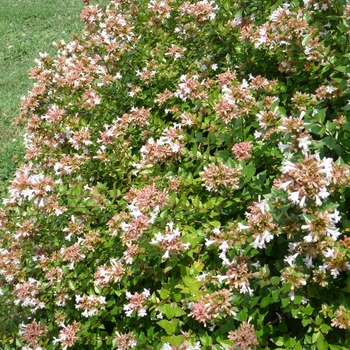 Abelia x grandiflora 'Rose Creek' - Rose Creek Glossy Abelia