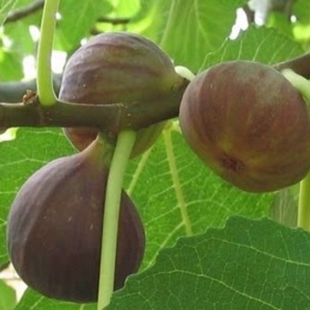Ficus carica 'Black Mission' - Black Mission Fig