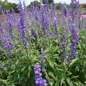 Salvia farinacea 'Sallyfun™ Blue Emotion' - Mealycup Sage
