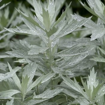 Artemisia ludoviciana 'Silver King' - Wormwood
