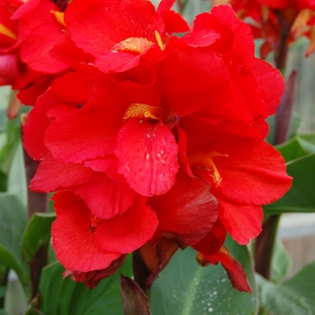 Canna 'Tropical™ Red' - Tropical™ Red Canna Lily