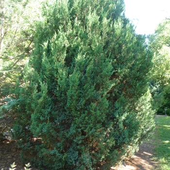 Juniperus chinensis 'Blue Point' - Chinese Juniper