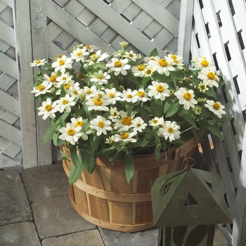 Zinnia - Profusion White Zinnia