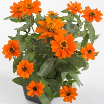 Zinnia Profusion 'Orange' Zinnia Profusion 'Orange'