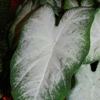 Caladium fancy leaf 'Aaron' - Angel Wings