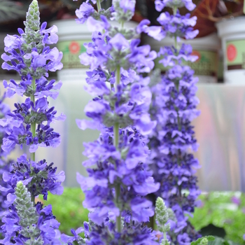 Salvia longispicata x farinacea - 'Mystic Spires' Sage
