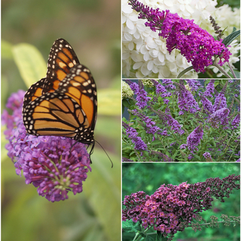 Buddleia - Multiple Varieties - Butterfly Bush