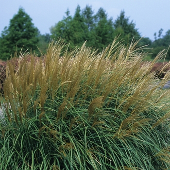 Miscanthus sinensis - 'Adagio' Dwarf Japanese Miscanthus sinensis - 'Adagio' Dwarf Japanese