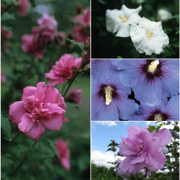 Hibiscus syriacus - Rose of Sharon ‘Chiffon Series’