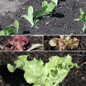 Multiple Varieties - Lettuce