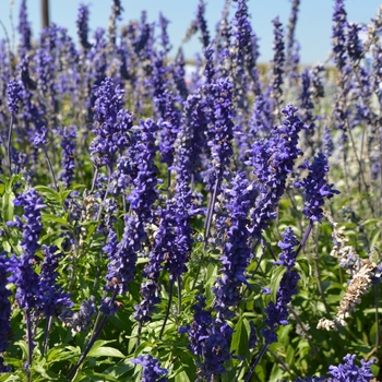Salvia farinacea - Sallyfun Salvia Salvia farinacea - Sallyfun Salvia