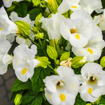 Torenia fournieri 'Kauai White' - Wishbone Flower