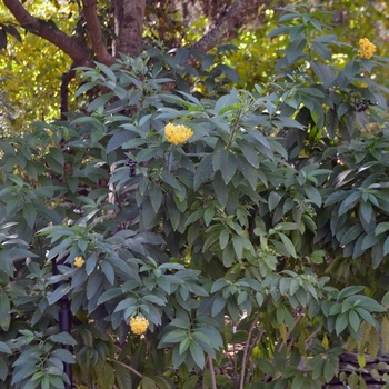 Orange Peel Willow-leaf