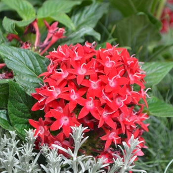 Pentas lanceolata (Star Flower) - Graffiti&reg; 'Red Velvet'