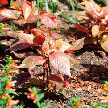 Acalypha wilkesiana 'Bronze Pink' - Copperleaf
