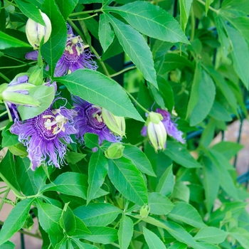 Passiflora x 'Incense' - Passion Flower Vine