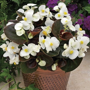 Begonia semperflorens ' Bada Boom White' - Begonia