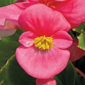 Begonia semperflorens ' Bada Bing Rose' - Begonia