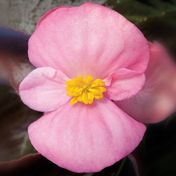 Begonia semperflorens ' Bada Boom Pink' - Begonia