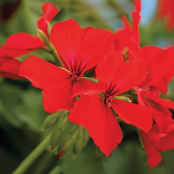 Pelargonium (Interspecific Geranium) - GERANIUMS 