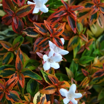 Abelia x grandiflora 'Kaleidoscope' - Glossy Abelia