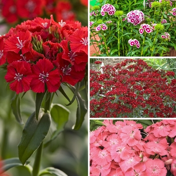 Dianthus barbatus - 'Multiple Varieties' Sweet William Dianthus barbatus - 'Multiple Varieties' Sweet William