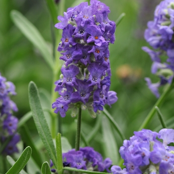 Lavandula angustifolia 'Ellagance Purple' - English Lavender