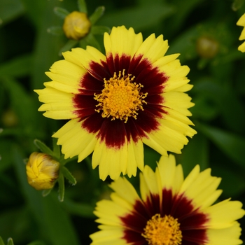Coreopsis hybrid - Coreopsis UPTICK ; 'Yellow and Red'