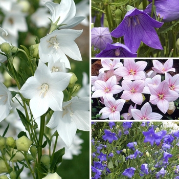'Multiple Varieties' Balloon Flower 'Multiple Varieties' Balloon Flower