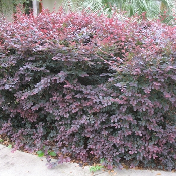 Loropetalum chinensis 'Shang-lo' COPY - Purple Pixie® Loropetalum