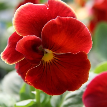 Viola x wittrockiana 'Delta® Pure Red' - Pansy