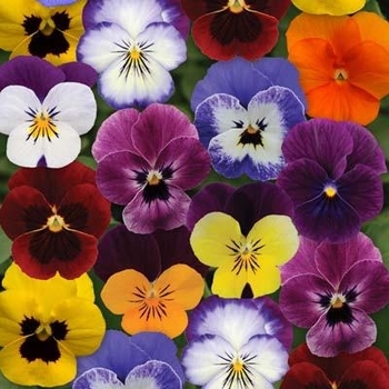 Viola cornuta 'Sorbet® XP 'Autumn Select Mix' - Viola