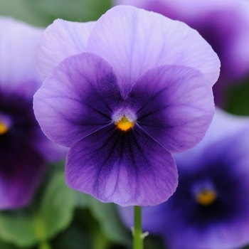 Viola cornuta 'Sorbet® XP 'Beaconsfield' - Viola