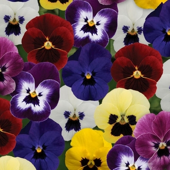 Viola cornuta 'Sorbet® XP 'Blotch Mix' - Viola