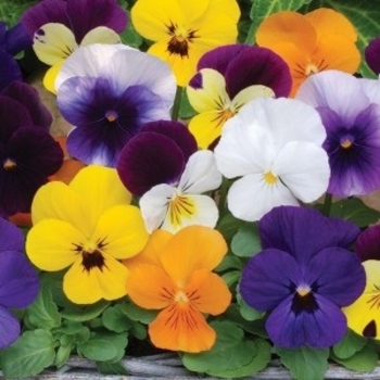 Viola cornuta 'Sorbet® XP 'Mix' - Viola