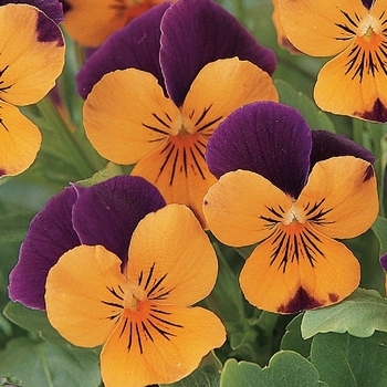 Viola cornuta 'Sorbet® XP 'Orange Jump Up' - Viola